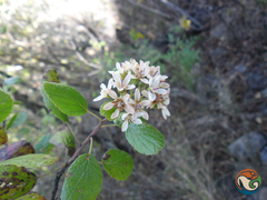 Pterostemon rotundifolius