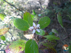 Pterostemon rotundifolius