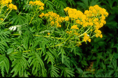 Descurainia tanacetifolia