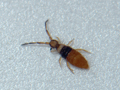 Entomobrya nigrocincta
