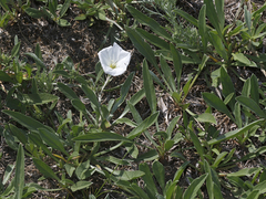 Convolvulus lineatus