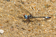 Macrothemis pseudimitans