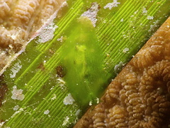 Phyllaplysia