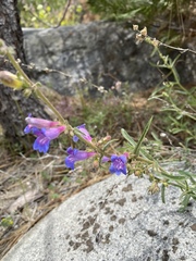Penstemon laetus