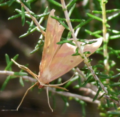 Rhodostrophia discopunctata