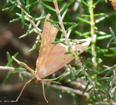 Rhodostrophia discopunctata