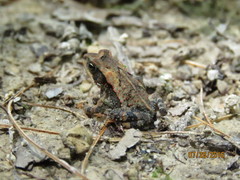 Incilius spiculatus