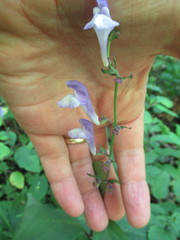 Scutellaria serrata