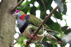 Superb Fruit Dove photo 2
