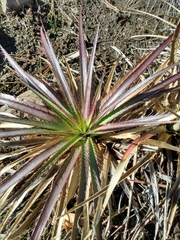 Eryngium paniculatum