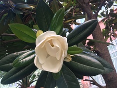 Magnolia