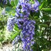 Texas Mountain Laurel - Photo (c) William Herron, some rights reserved (CC BY-SA)