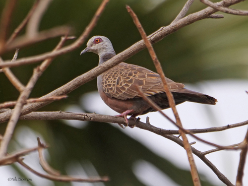Adamawa Turtle-Dove