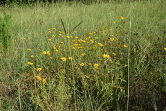 Coreopsis basalis