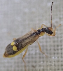 Malthinus seriepunctatus