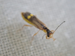 Malthinus seriepunctatus