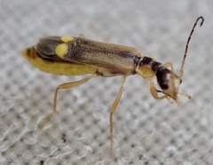 Malthinus seriepunctatus