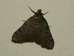 Lepidoptera