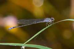 Enallagma novaehispaniae