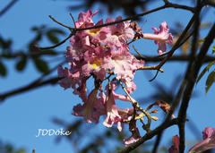 Handroanthus heptaphyllus