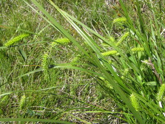 Carex schweinitzii