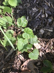 Tiarella stolonifera