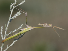 Empusa pennicornis