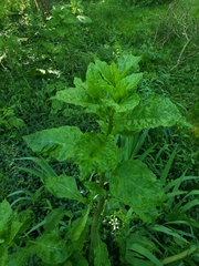 Phytolacca americana