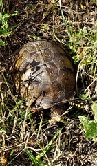 Terrapene carolina triunguis