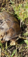 Terrapene carolina triunguis