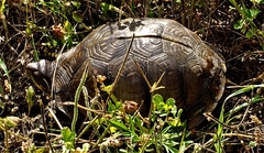 Terrapene carolina triunguis