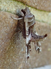 Deidamia inscriptum