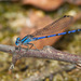 Azulilla de Arroyo de Cook - Photo (c) Greg Lasley, algunos derechos reservados (CC BY-NC), subido por Greg Lasley