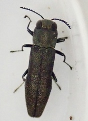 Agrilus laticornis