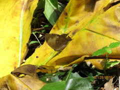 Consul electra electra