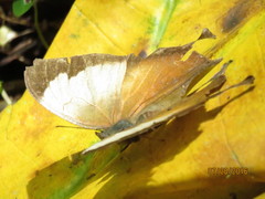 Consul electra electra