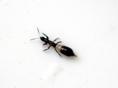 Aeolothrips albicinctus