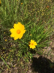 Coreopsis auriculata