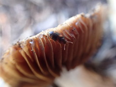 Mycetophagus californicus