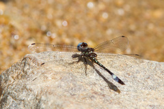 Macrothemis pseudimitans