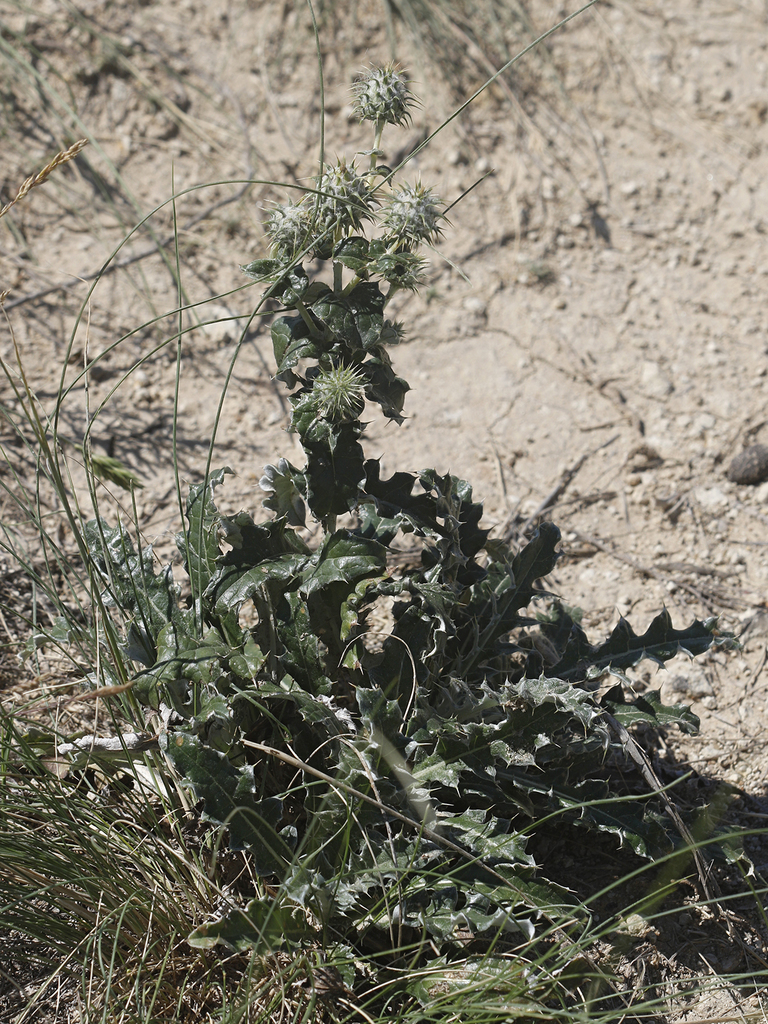 Cousinia astracanica