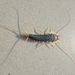 Long-tailed Silverfish - Photo Bj.schoenmakers, no known copyright restrictions (public domain)