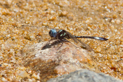 Macrothemis pseudimitans