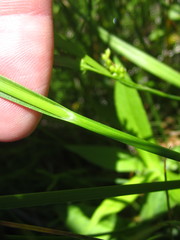 Carex schweinitzii