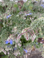 Borago