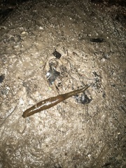 Haemopidae