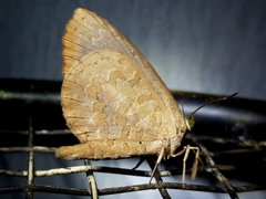 Miletus symethus