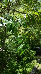 Rhus copallinum