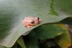 Dendropsophus bogerti