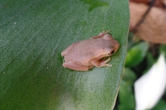 Dendropsophus bogerti